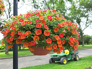 Calibrachoa 'Cabaret Orange' Impossible to display the image