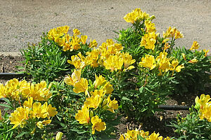 Impossible d'afficher l'image