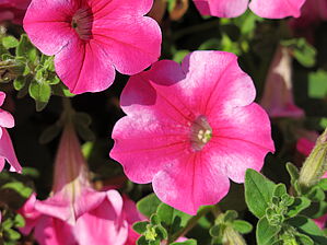 Petunia 'Sanguna Star Rose' Impossible d'afficher l'image