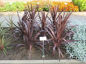 Impossible d'afficher l'image