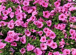 Impossible d'afficher l'image