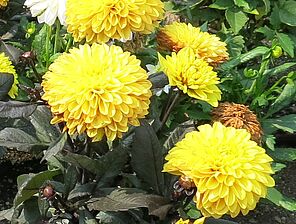 Impossible d'afficher l'image