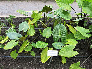 Alocasia 'Kushing Mask' Impossible d'afficher l'image
