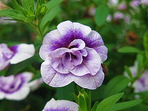 Impossible d'afficher l'image