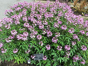 Impossible d'afficher l'image