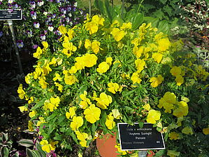 Viola 'Anytime Sunlight' Impossible d'afficher l'image