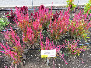 Impossible d'afficher l'image