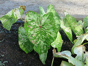 Caladium Painted Frog 'Tie-Dyed Tree Frog' Impossible to display the image