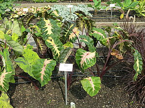 Impossible d'afficher l'image