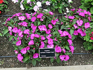 Impossible d'afficher l'image