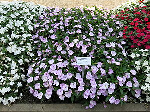 Impossible d'afficher l'image