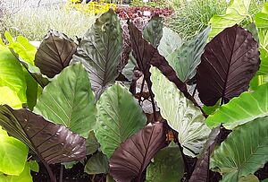 Alocasia 'Melino' Impossible d'afficher l'image