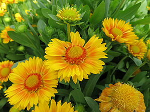 Impossible d'afficher l'image