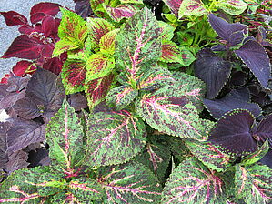 Plectranthus 'Giant Exhibition en mélange' Impossible d'afficher l'image