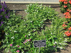 Impossible d'afficher l'image