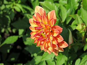 Impossible d'afficher l'image