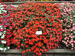 Impossible d'afficher l'image