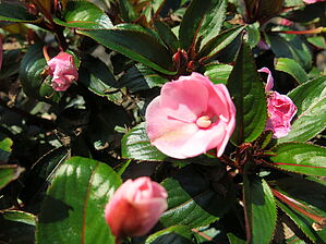 Impossible d'afficher l'image