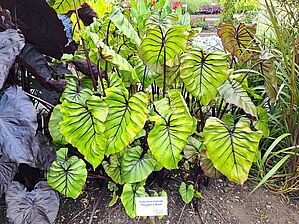 Impossible d'afficher l'image