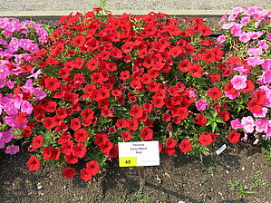 Petunia Easy Wave Spreading 'Red' Impossible d'afficher l'image