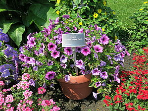 Petunia Ramblin 'Sugar Plum' Impossible d'afficher l'image