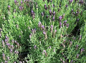 Impossible d'afficher l'image