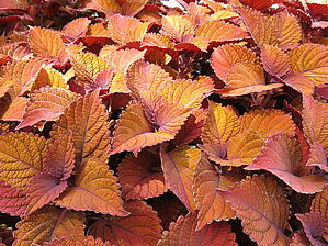 Plectranthus 'Inferno' Impossible d'afficher l'image