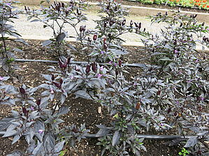 Impossible d'afficher l'image