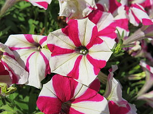 Impossible d'afficher l'image