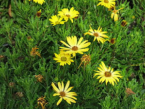 Impossible d'afficher l'image