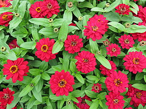 Zinnia 'Profusion Double Hot Cherry' Impossible d'afficher l'image