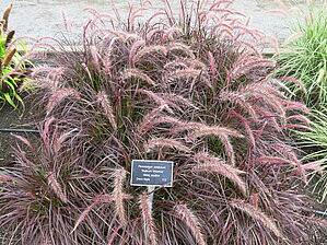 Impossible d'afficher l'image