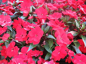 Impossible d'afficher l'image