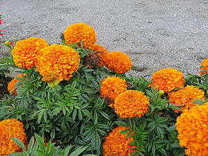 Tagetes 'Moonsong Deep Orange' Impossible d'afficher l'image