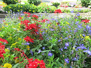 Impossible d'afficher l'image