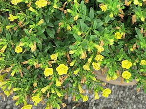 Impossible d'afficher l'image