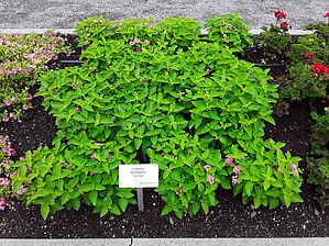 Impossible d'afficher l'image