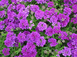 Verbena 'Enduro Purple' Impossible d'afficher l'image