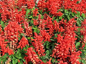 Salvia 'Ablazin Tabasco' Impossible d'afficher l'image