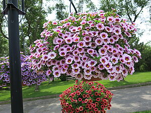 Calibrachoa 'Superbells Morning Star' Impossible to display the image