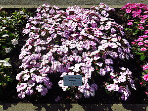 Impossible d'afficher l'image