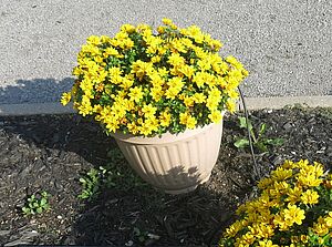 Impossible to display the image