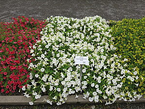 Petunia Supertunia Mini Vista 'White' Impossible d'afficher l'image