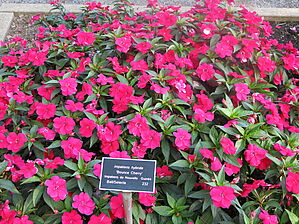 Impossible d'afficher l'image