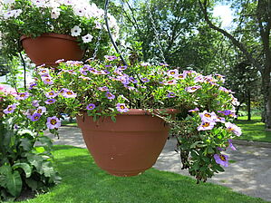 Impossible d'afficher l'image