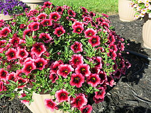 Impossible d'afficher l'image