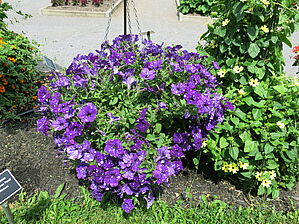 Impossible d'afficher l'image