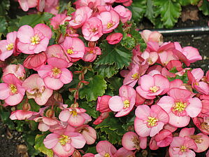 Begonia Collection BEEL 3635 Impossible to display the image