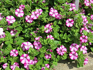 Petunia 'Supertunia Rose Blast Charm' Impossible d'afficher l'image