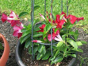 Impossible d'afficher l'image